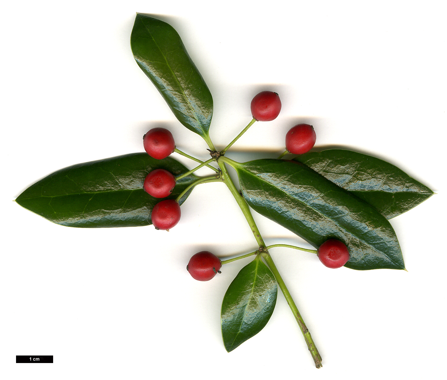 High resolution image: Family: Aquifoliaceae - Genus: Ilex - Taxon: cornuta - SpeciesSub: 'Anicet Delcambre'